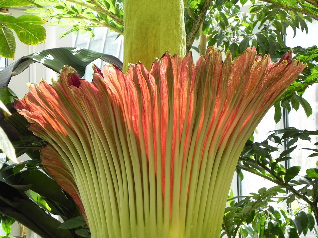 Amorphophallus Titanum